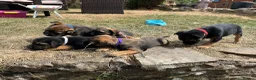 Border Terrier dogs for sale: Beautiful Border Terrier Pups - Advert 13