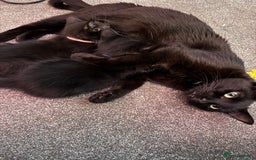 Mixed Breed cats for sale: 🐾 Beautiful Black & Tuxedo Kittens - Advert 13