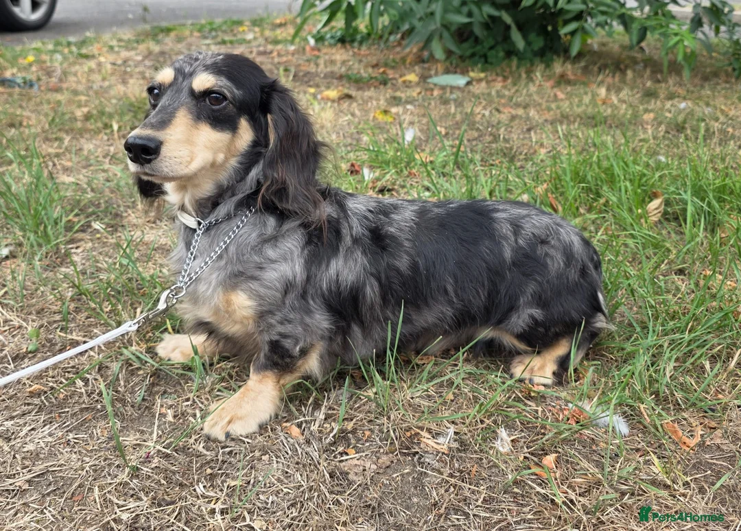 Miniature Dachshund dogs for stud: Otis long haired mini dachshund stud  - Advert 2