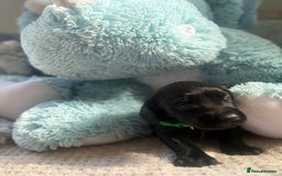 Cockerdor dogs for sale: 🐶Cockerdor Puppies 🐶 - Image 13
