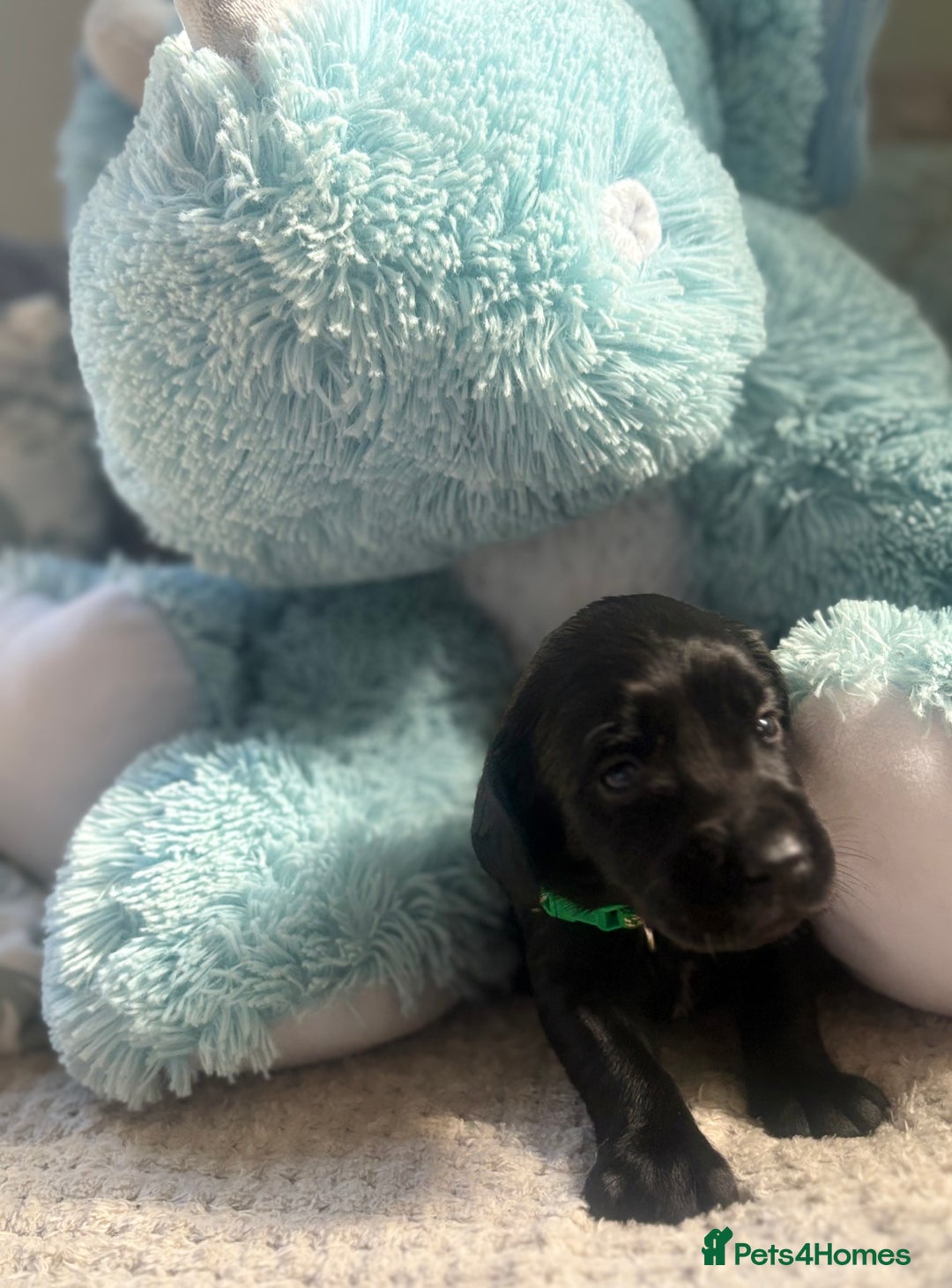 Cockerdor dogs for sale: 🐶Cockerdor Puppies 🐶 - Image 13