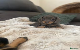 Miniature Dachshund dogs for sale: Longhaired miniature dachshund  - Image 5