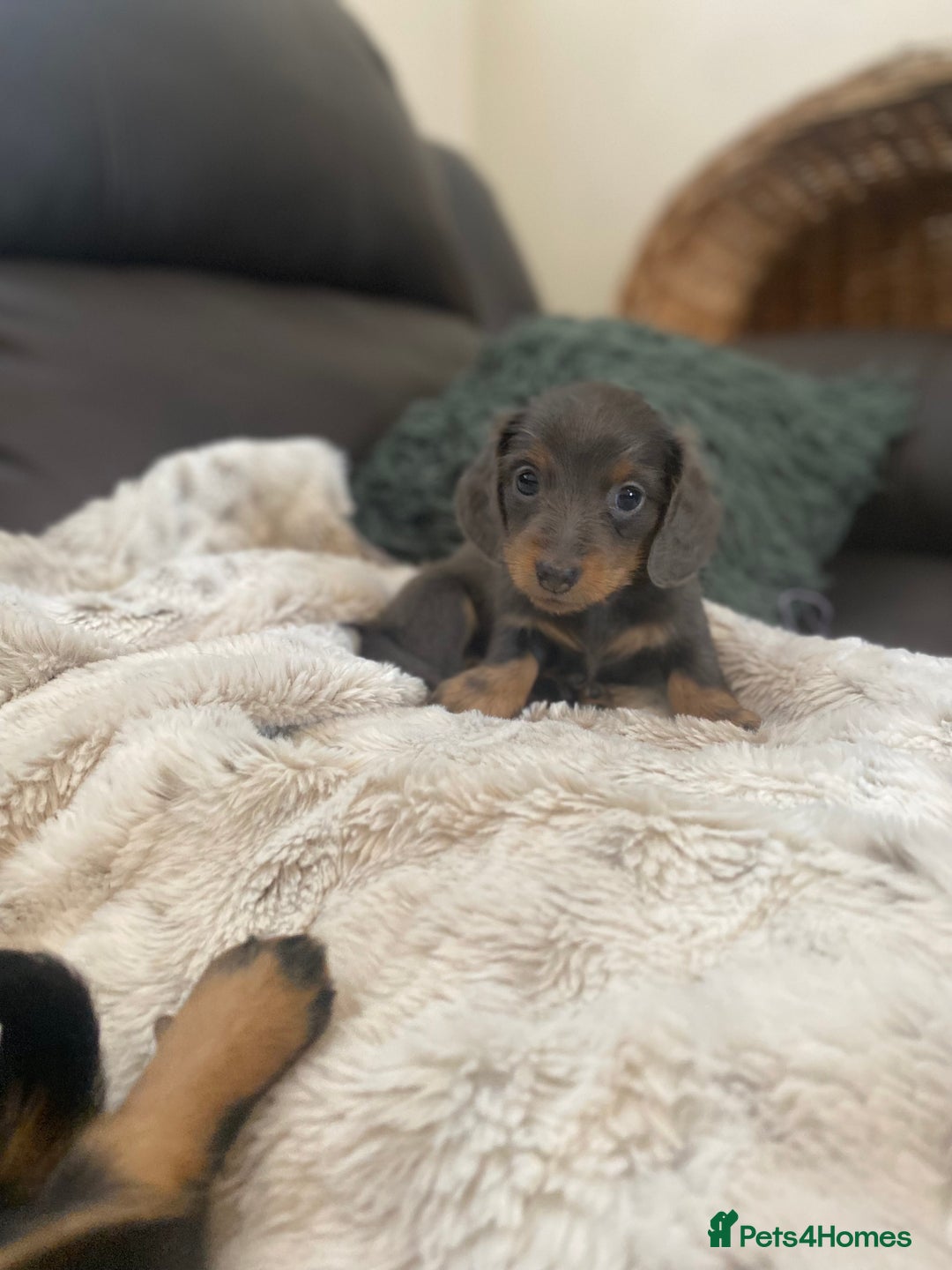 Miniature Dachshund dogs for sale: Longhaired miniature dachshund  - Image 5
