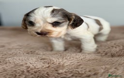 Cocker Spaniel dogs for sale: Show type cocker spaniels  - Image 22