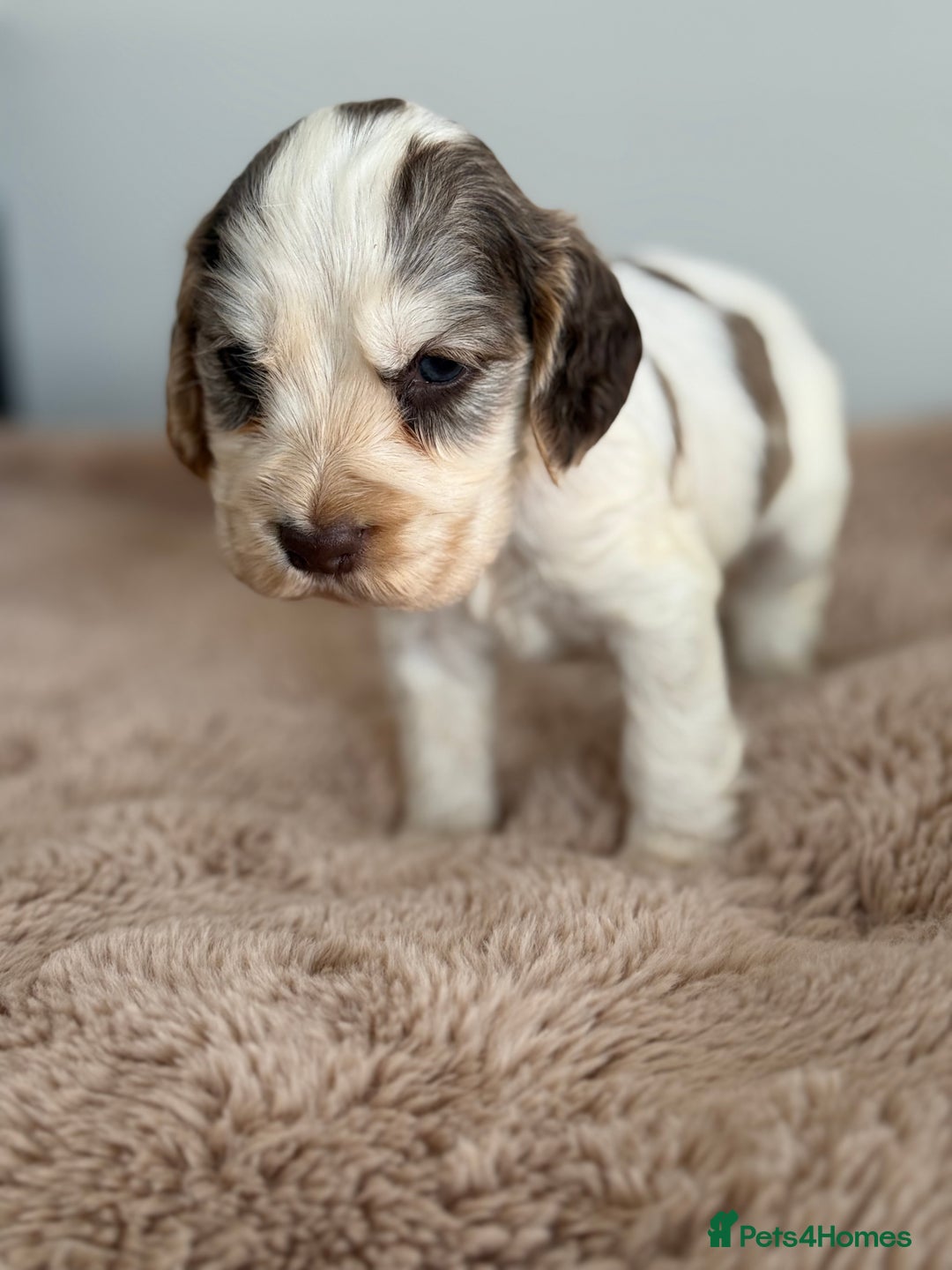 Cocker Spaniel dogs for sale: Show type cocker spaniels  - Image 22
