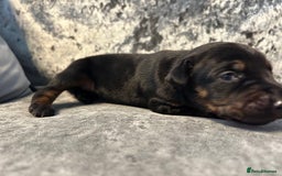 Dobermann dogs for sale: European Dobermans Ready in 2 weeks - Image 9