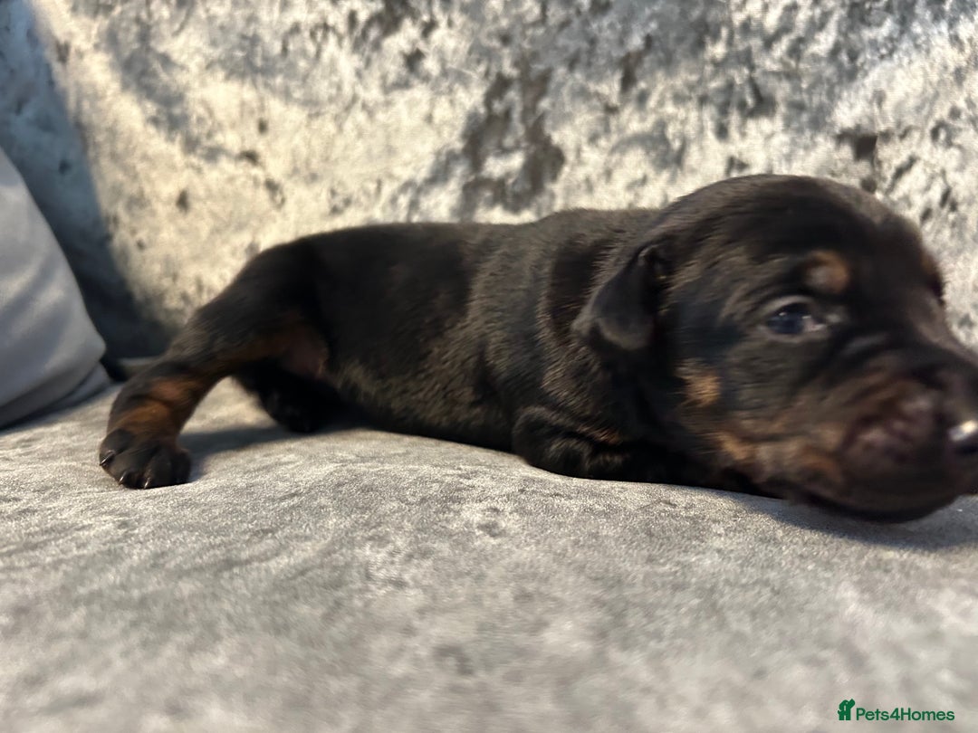 Dobermann dogs for sale: European Dobermans Ready in 2 weeks - Image 9