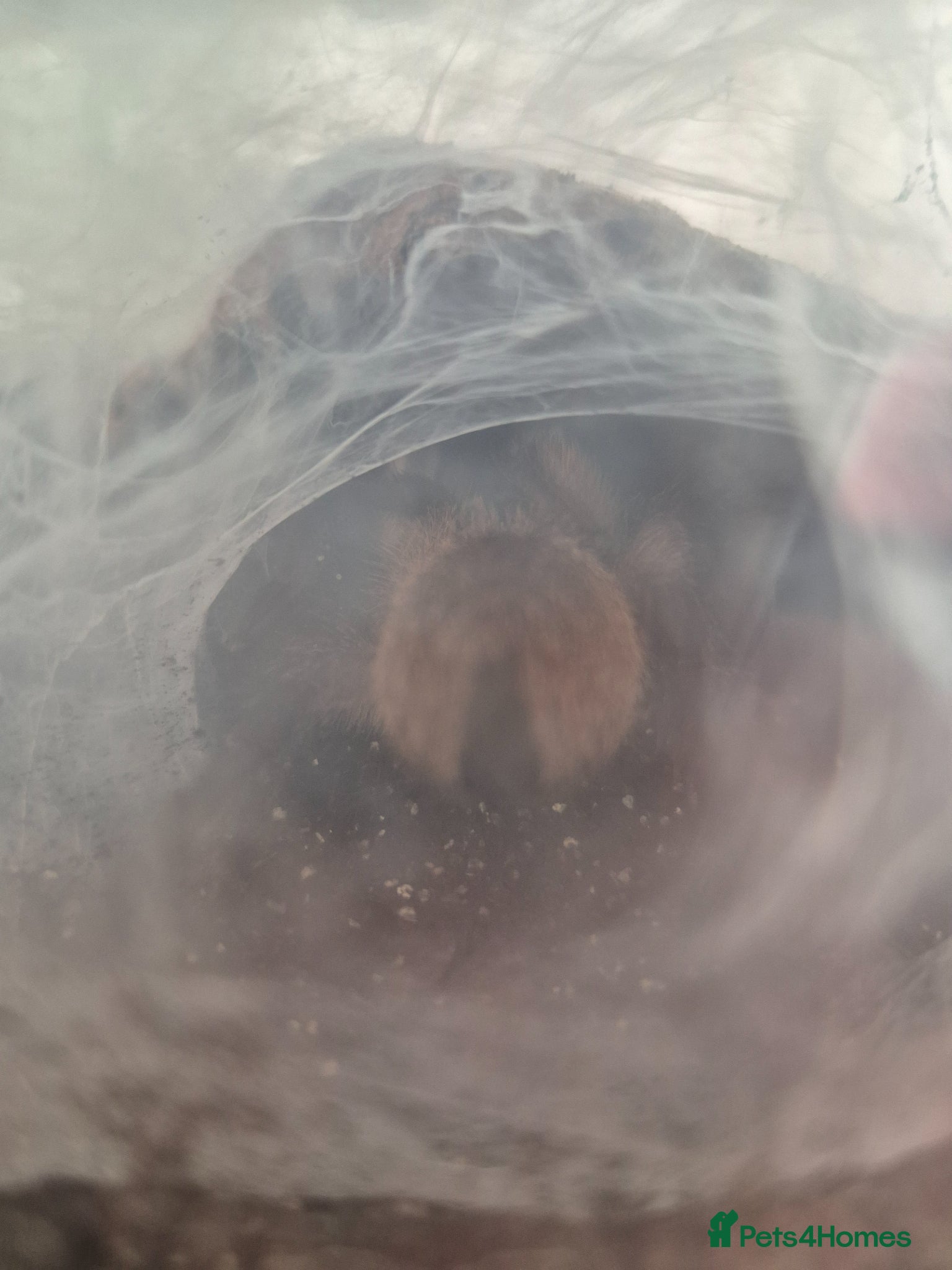 Tarantulas invertebrates 2 x tarantulas for sale - Advert 10