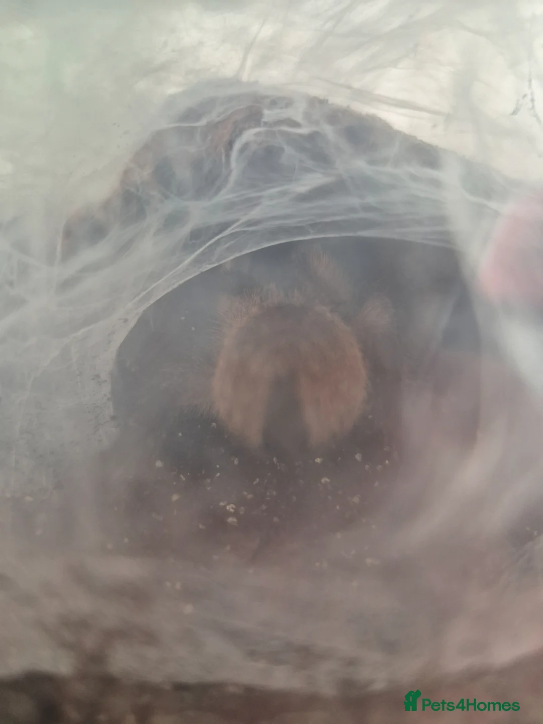 Tarantulas invertebrates for sale: 2 x tarantulas for sale - Advert 1