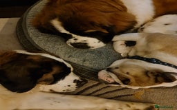 Saint Bernard dogs for stud: Stunning KC reg saint Bernard for stud.  in Chester - Image 24