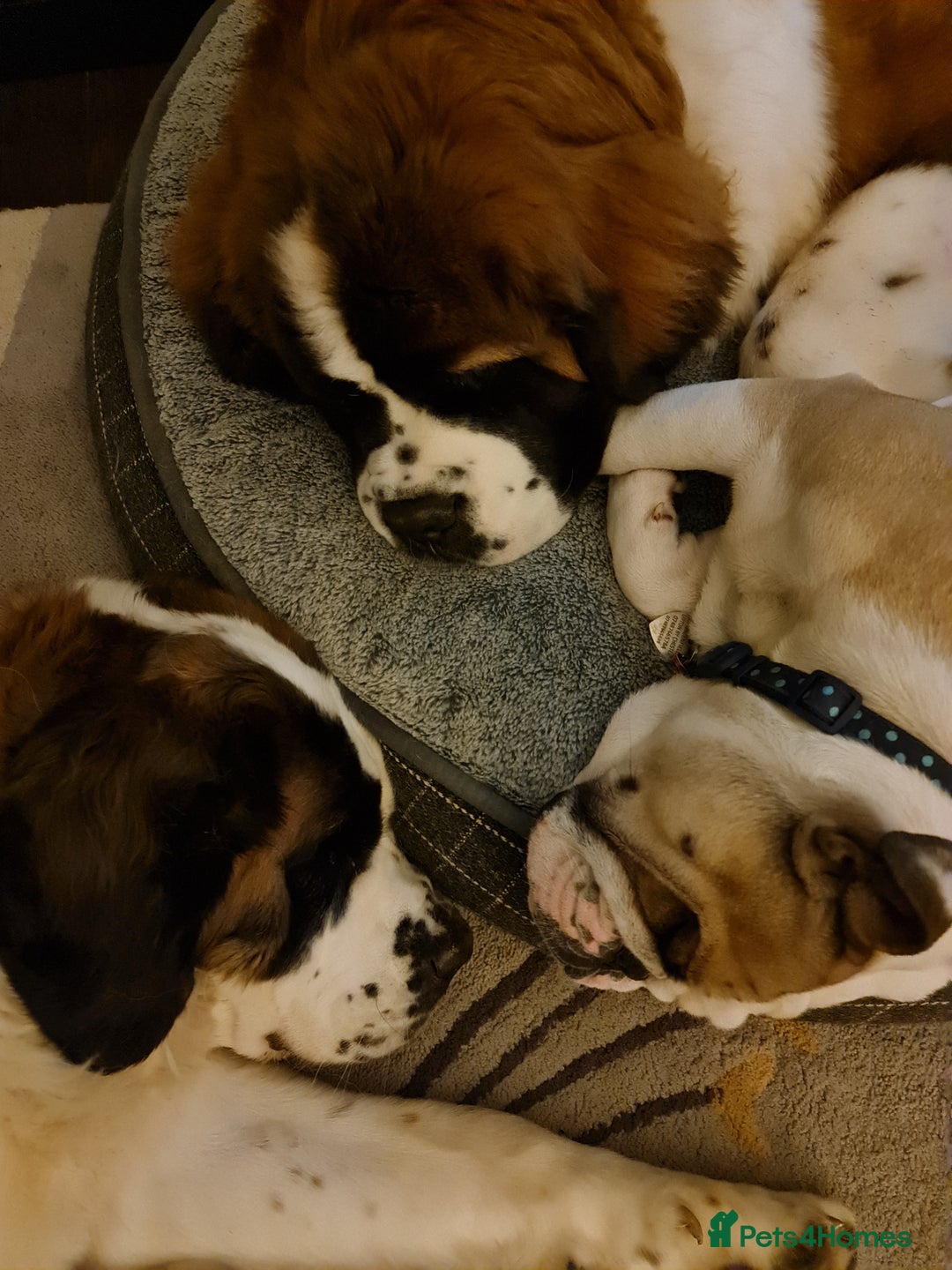 Saint Bernard dogs for stud: Stunning KC reg saint Bernard for stud.  in Chester - Image 24