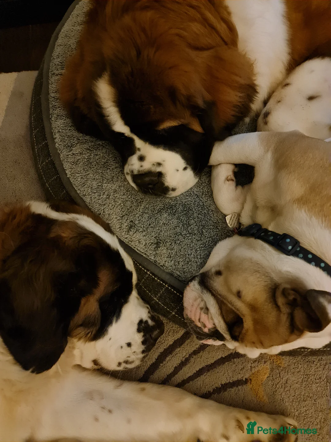 Saint Bernard dogs for stud: Outstanding KC reg saint Bernard for stud.  in Chester - Advert 24