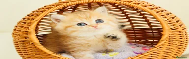 Golden Spotted British Shorthair 5