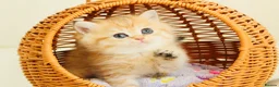 British Shorthair cats for sale: TOP Quality, Rare colors BSH kittens  - Advert 7