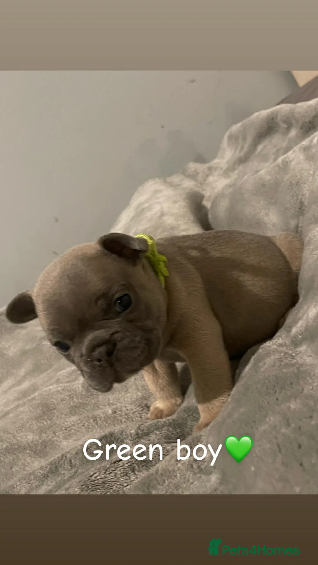 French Bulldog dogs for sale: French bulldogs puppies  - Advert 9