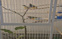 Finches birds for sale: Gouldian finches two pairs - Image 4