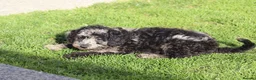 Cavapoochon dogs for sale: Beautiful Cavapoochon puppies for sale - Advert 25
