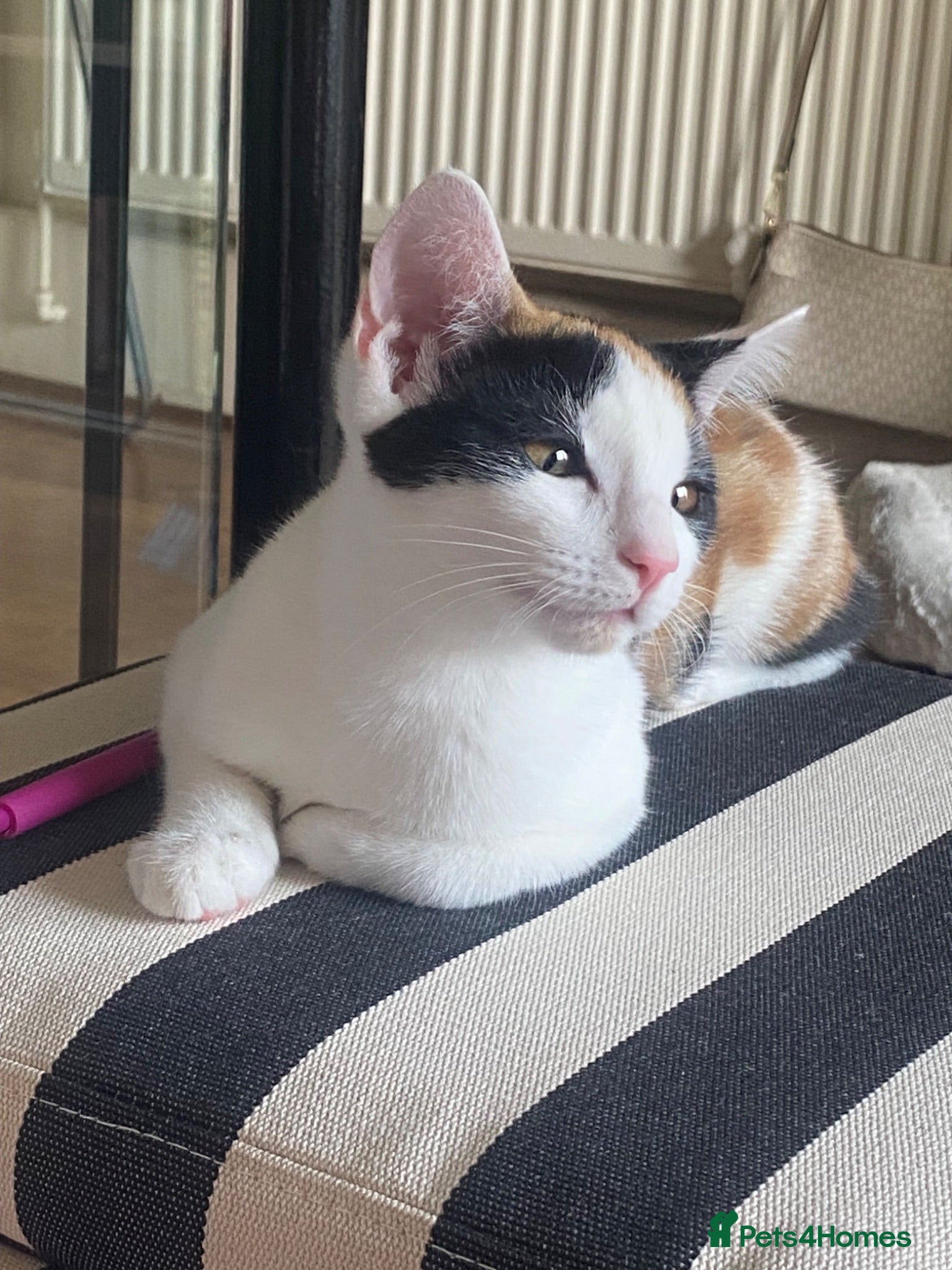 Mixed Breed cats Luna  - Advert 1