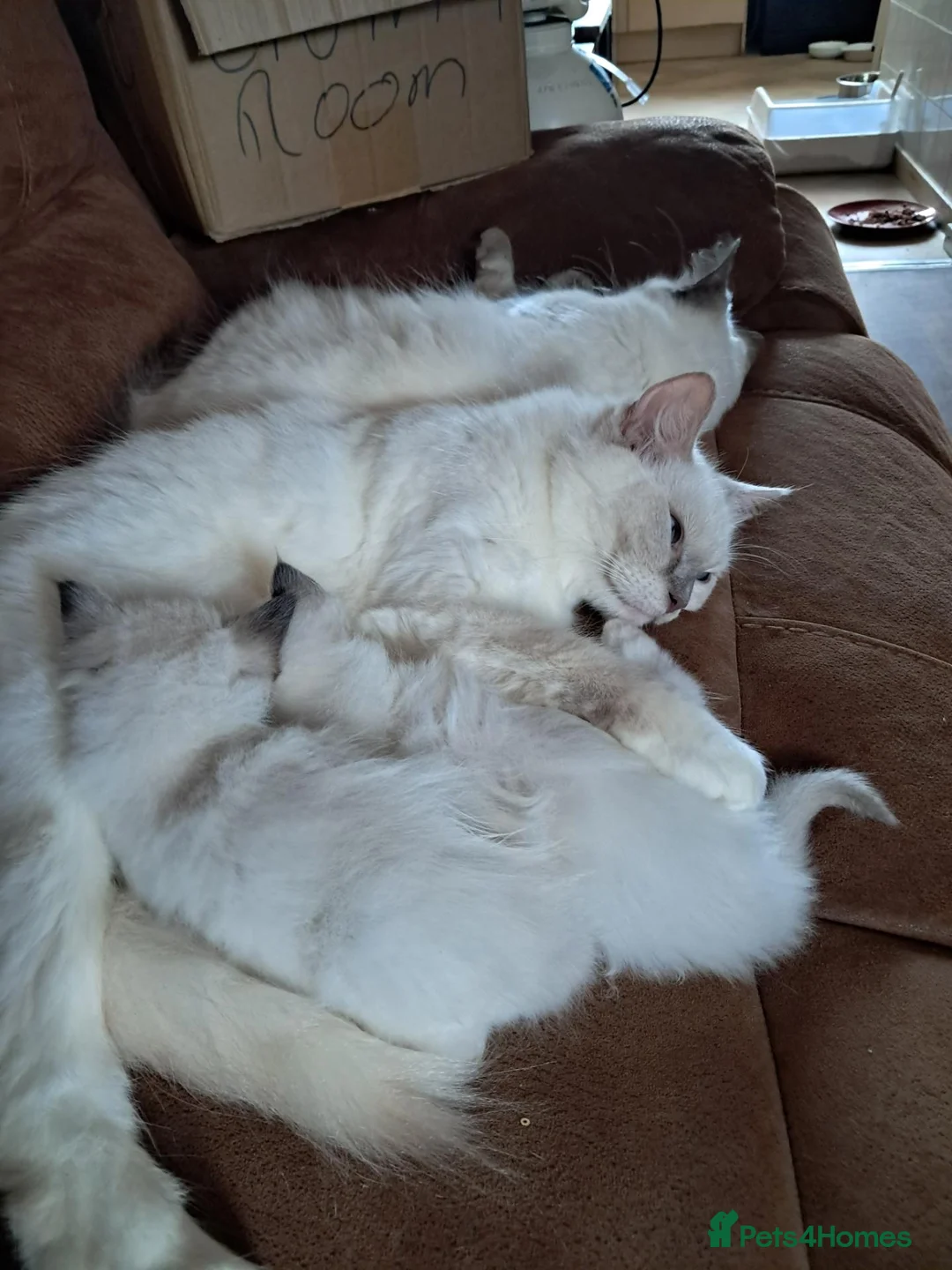 Ragdoll cats for sale: Ragdoll kittens for sale  - Advert 10