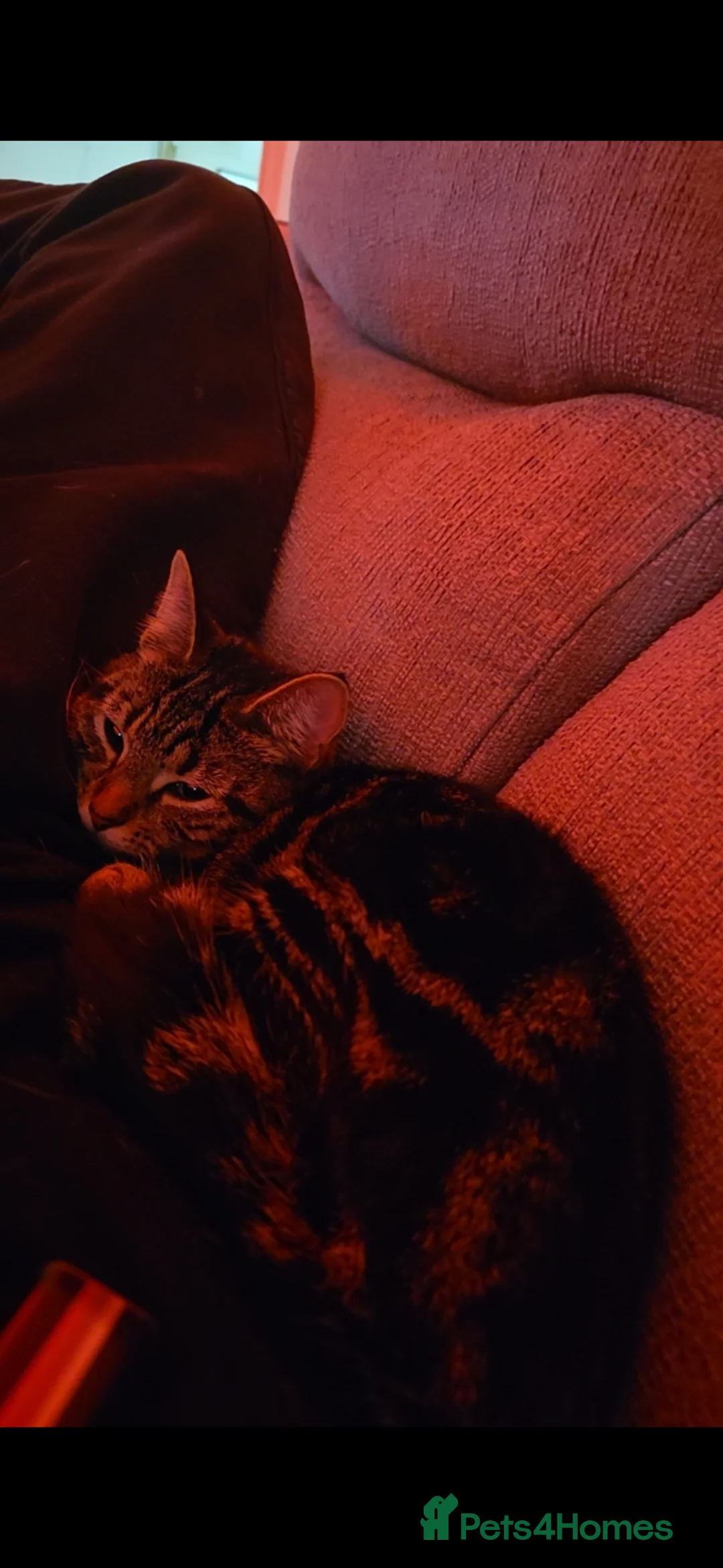 Mixed Breed cats for sale: 1 year old female cat - Advert 5