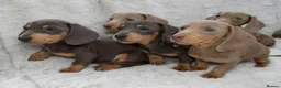 Dachshund dogs for sale: Adorable Dachshund Puppies  in Guildford - Advert 11