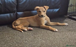 Lurcher dogs for sale: Lassie for sale 12 weeks old  - Image 4