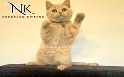 British Shorthair cats for sale: ❗️❗️2 LEFT❗️❗️CHUNKY ADORABLE FLUFF BALLS in Ilkeston - Image 3