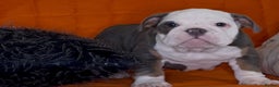 English Bulldog dogs for sale: English bulldogs pup - Advert 10