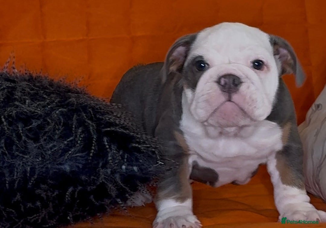 English Bulldog dogs for sale: English bulldogs pup - Advert 10