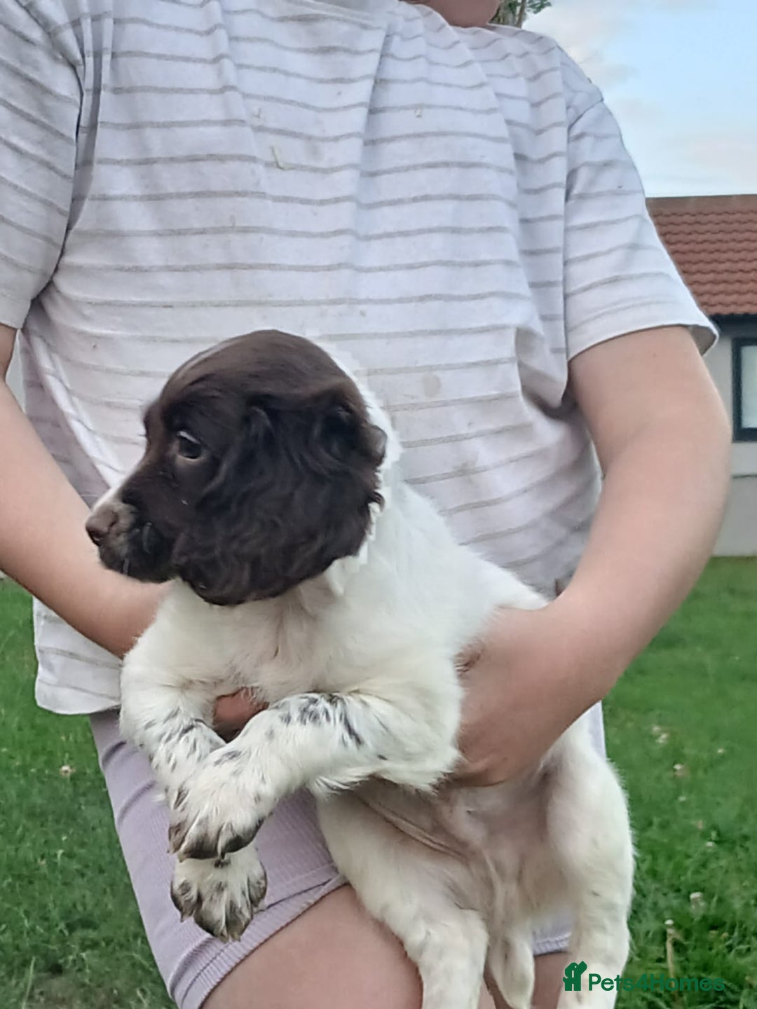 English Springer Spaniel dogs for sale: Springer spaniel pups ready now  - Image 13