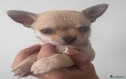 Chihuahua dogs for sale: Chihuahua boy - Image 1