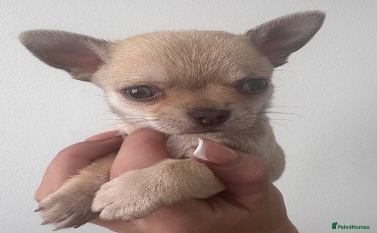 Chihuahua dogs - Advert 1