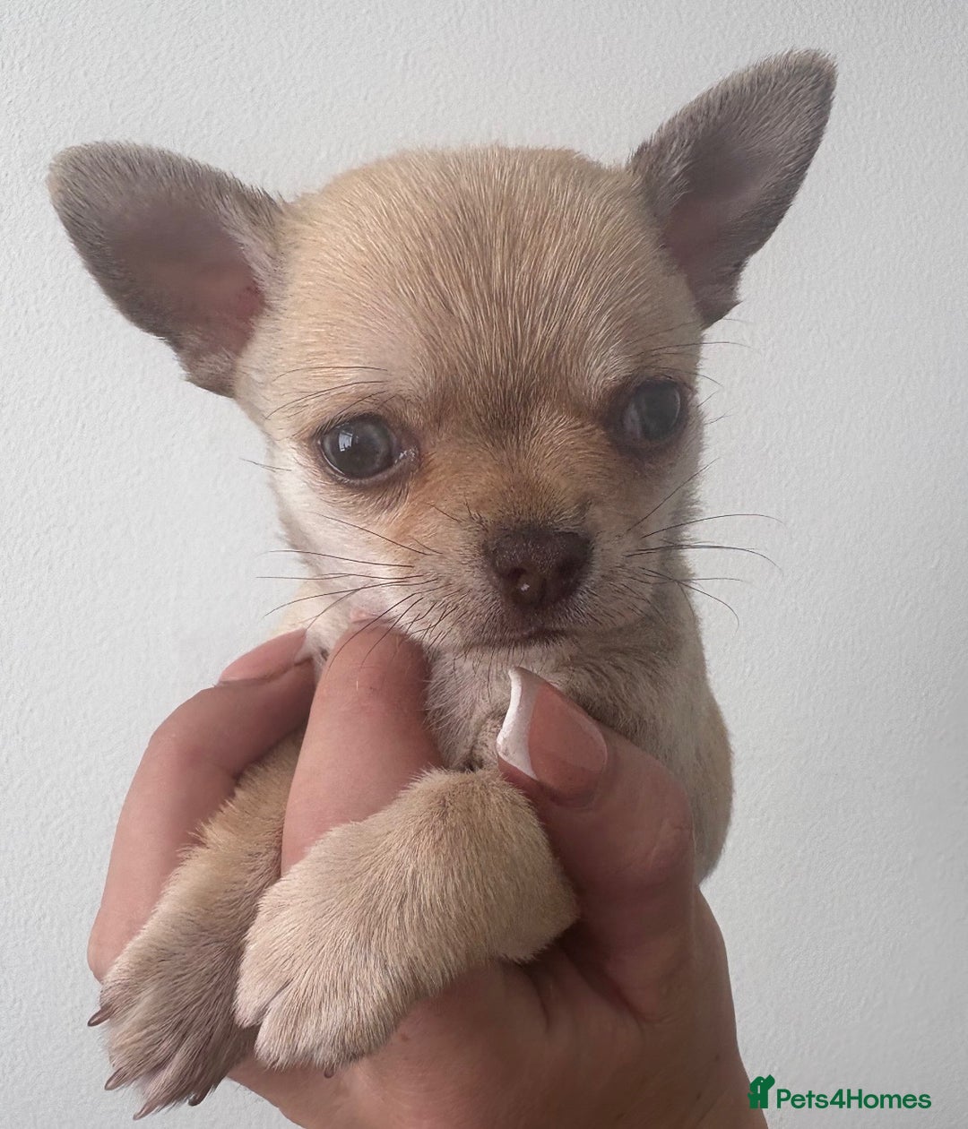Chihuahua dogs for sale: Chihuahua boy - Image 1
