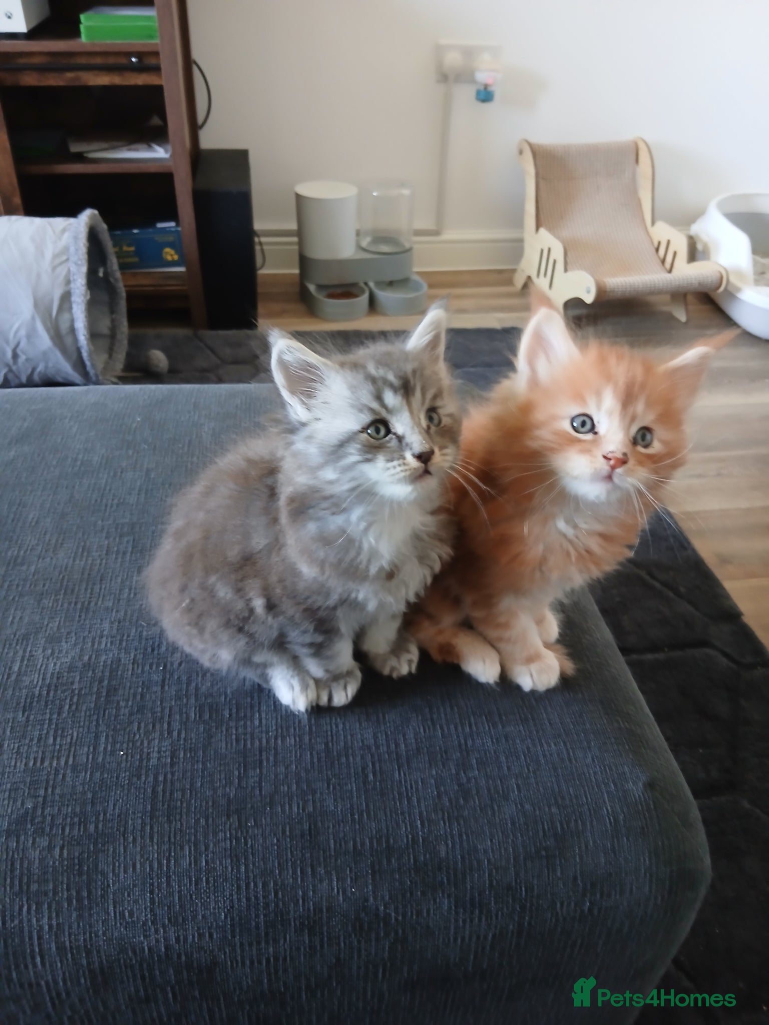 Maine Coon cats Beautiful pure Bred Maine Coon Kittens  - Advert 1