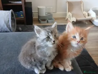 Maine Coon cats Beautiful pure Bred Maine Coon Kittens - Advert 11