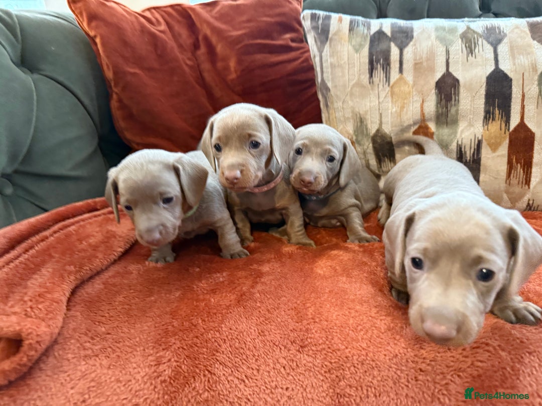 Miniature Dachshund dogs for sale: KC Reg Isabella & Tan Miniature Dachshund Puppies - Advert 3