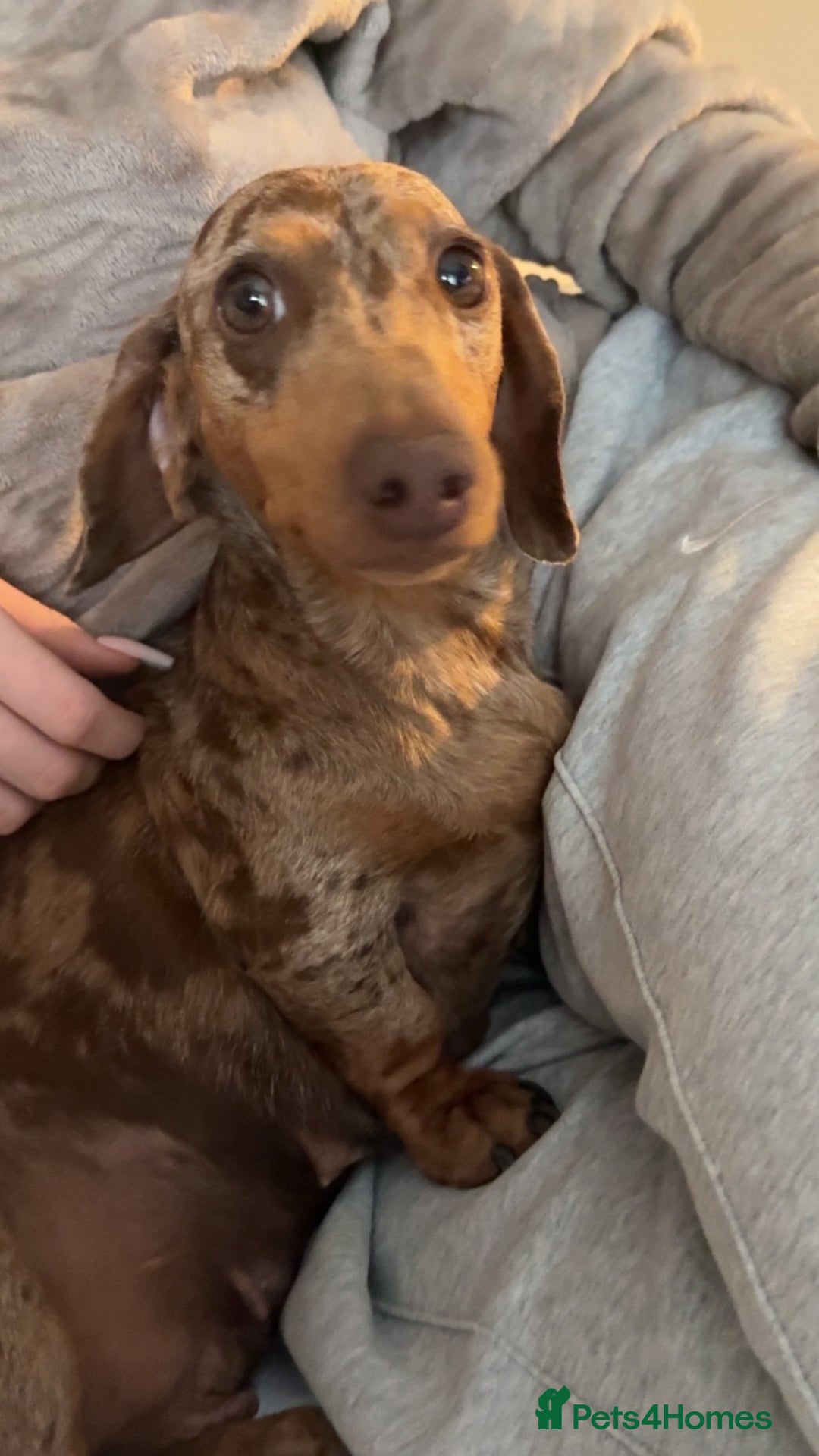 Miniature Dachshund dogs for sale: Miniature daschunds 2 females - 18 months old  - Image 12