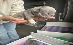 French Bulldog dogs for sale: 2 litters available from Natk9 clinic *JESUS PUPS* - Image 17