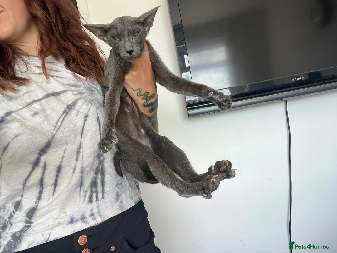 Oriental cats for sale: Oriental GCCF ACTIVE Blue Female adult - Advert 8