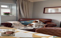 Cavalier King Charles Spaniel dogs for sale: 1 yr old Cavalier King Charles-Loving Home Needed - Advert 8