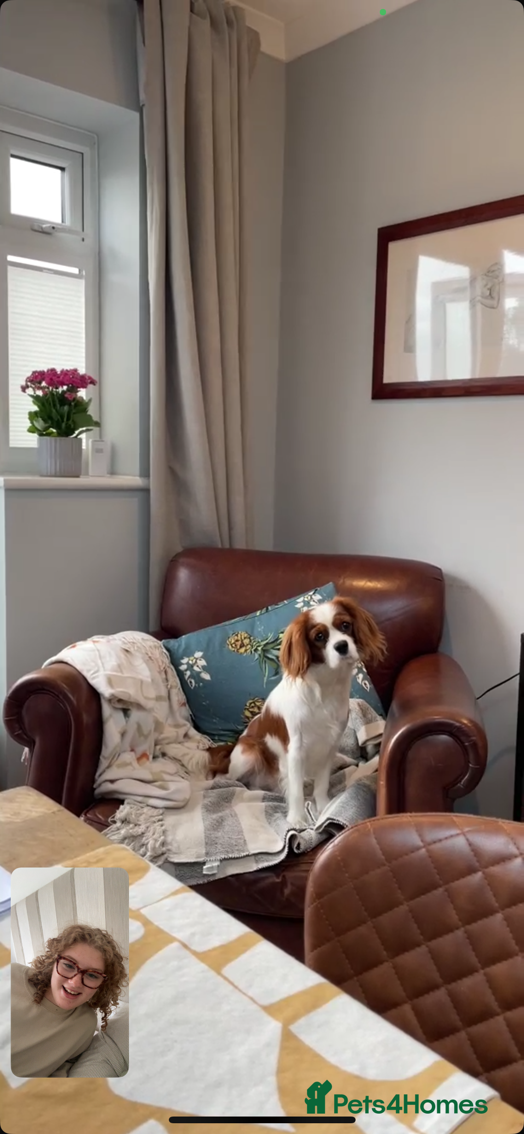 Cavalier King Charles Spaniel dogs for sale: 1 yr old Cavalier King Charles-Loving Home Needed - Advert 8