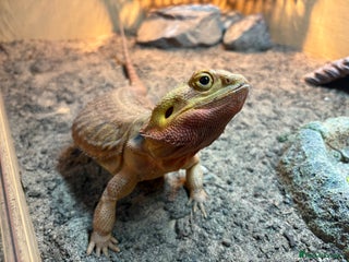 Bearded Dragon reptiles Male bearded Dragon - Advert 4