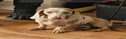 Dachshund dogs for sale: Beautiful miniture Dashounds - Advert 2