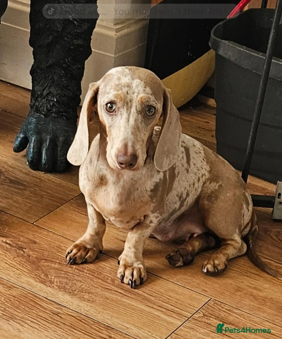 Dachshund dogs for sale: Beautiful miniture Dashounds - Advert 2