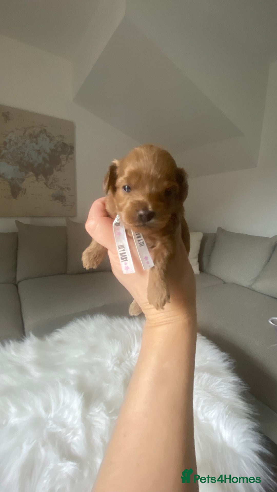 Maltipoo dogs for sale: 🌸Adorable Asian Maltipoo Puppy  - Image 2