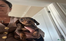 Dachshund dogs for sale: Dachshund puppies  - Image 2