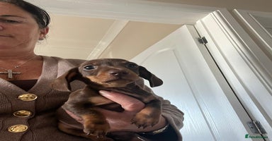 Dachshund dogs - Advert 6