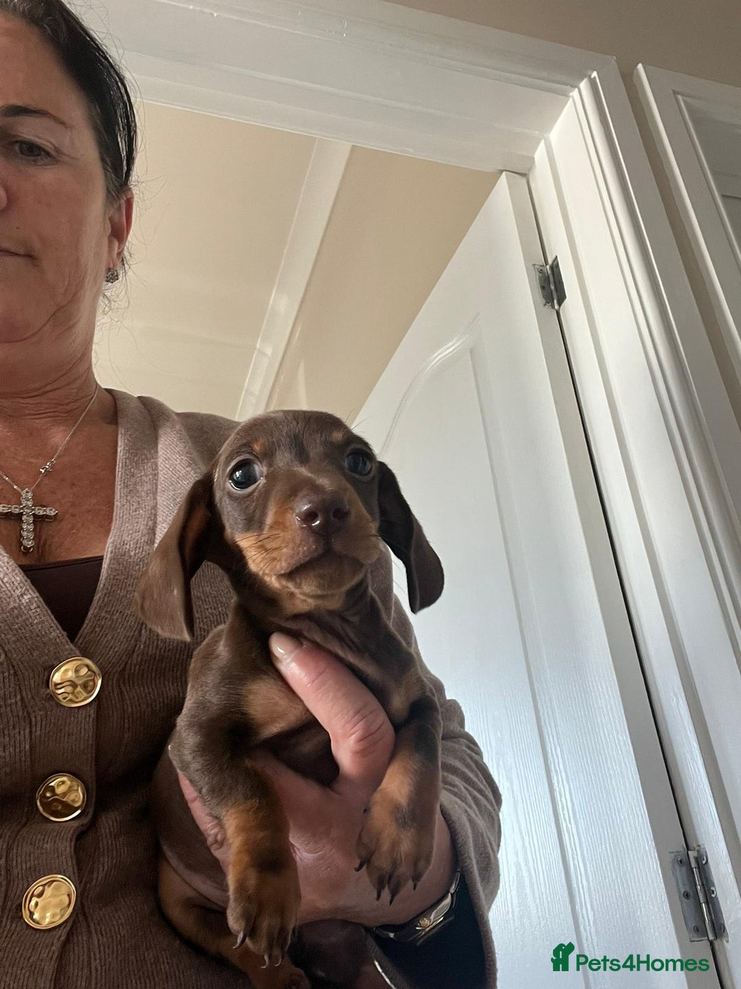 Dachshund dogs for sale: Dachshund puppies  - Image 2
