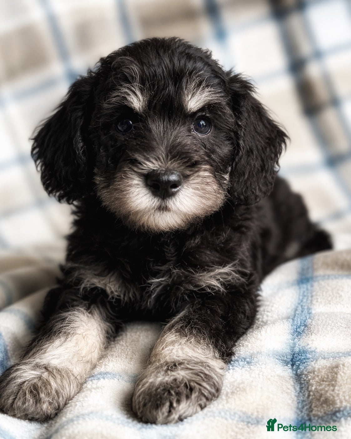 Miniature Schnauzer dogs Stunning Black & Silver Schnoodle Boy - Advert 8