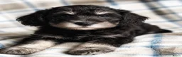 Miniature Schnauzer dogs for sale: Stunning Black & Silver Schnoodle Boy  - Advert 1